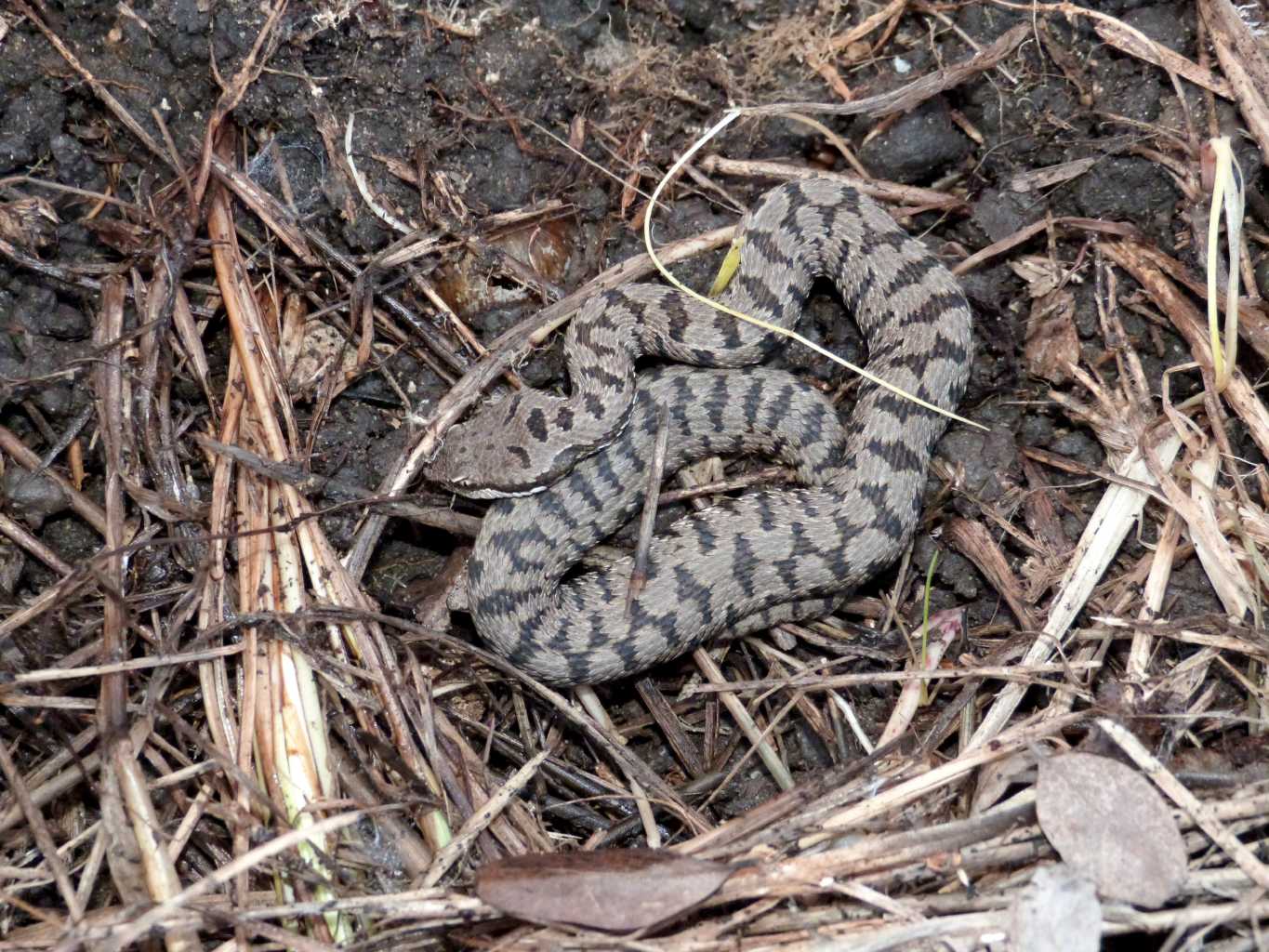 Vipera invernale